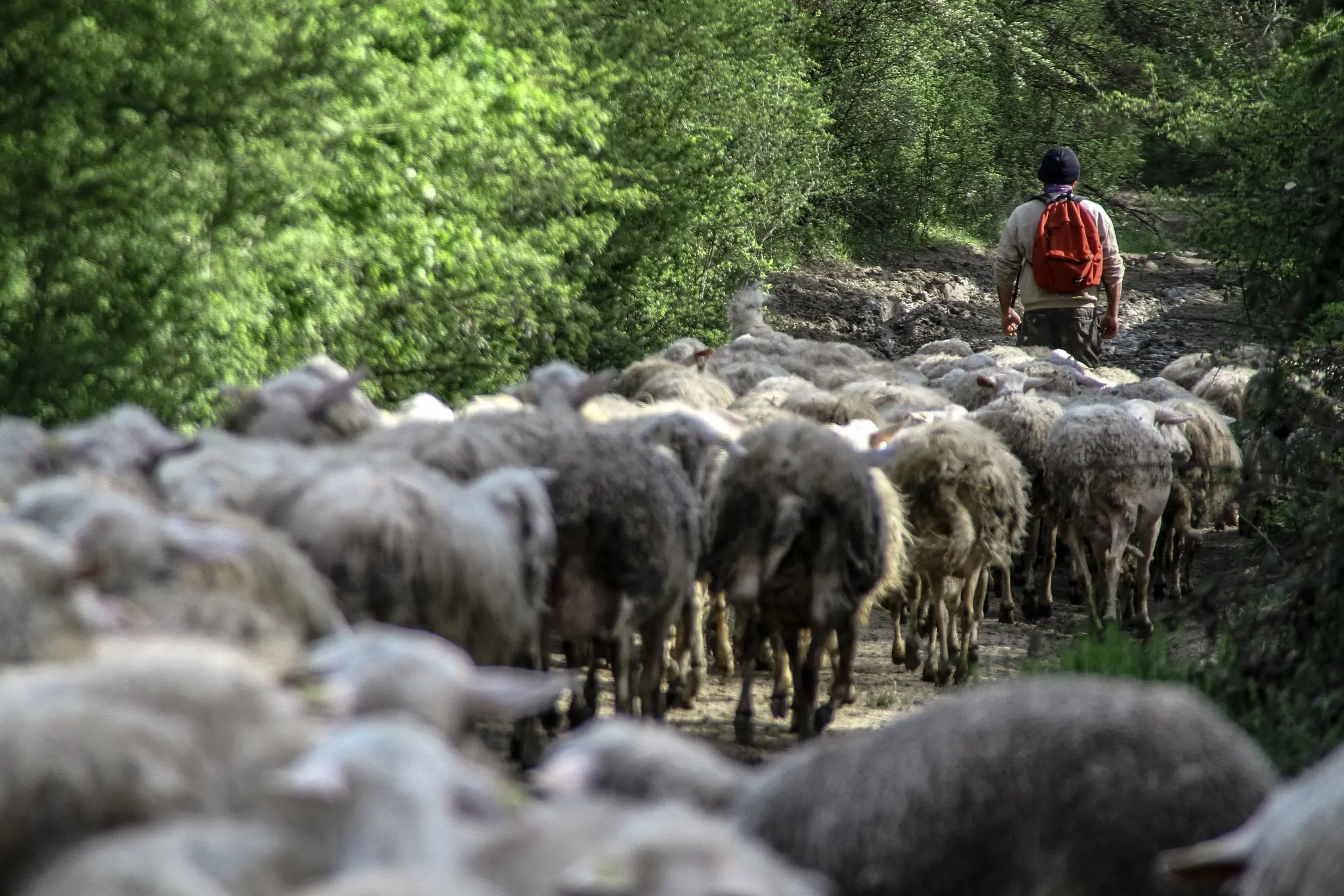 Pecore al pascolo