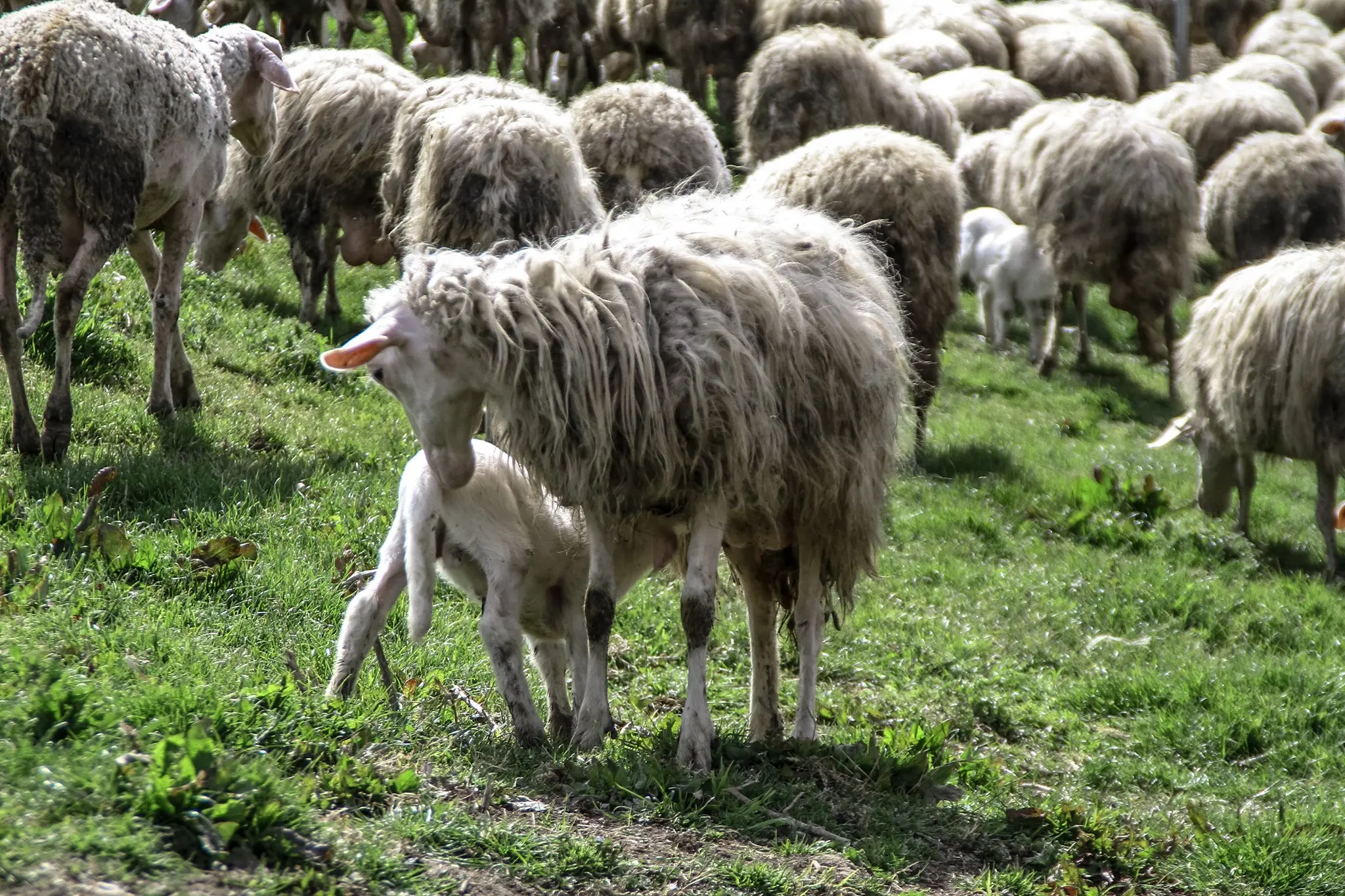 Il gregge a Montefiore Conca